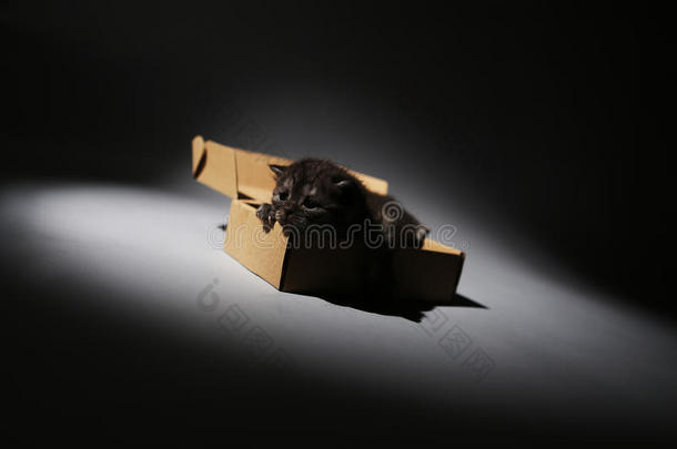小猫在纸板箱里