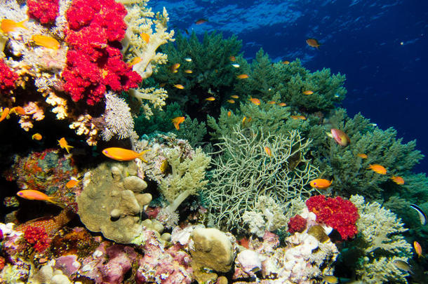 红海中的珊瑚花园