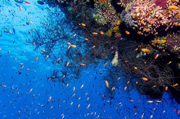 红海中的珊瑚花园