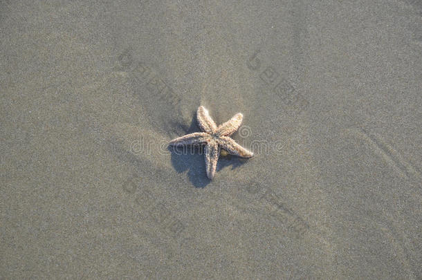 海岸海滩沙滩表面。 海星对自然环境的影响