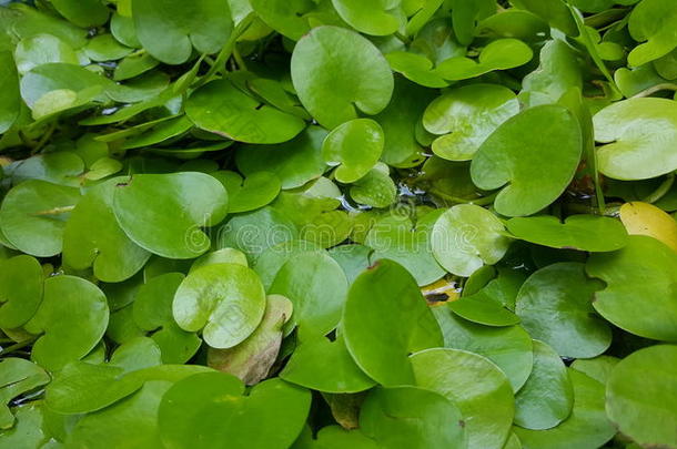 水塘里的绿色荷叶