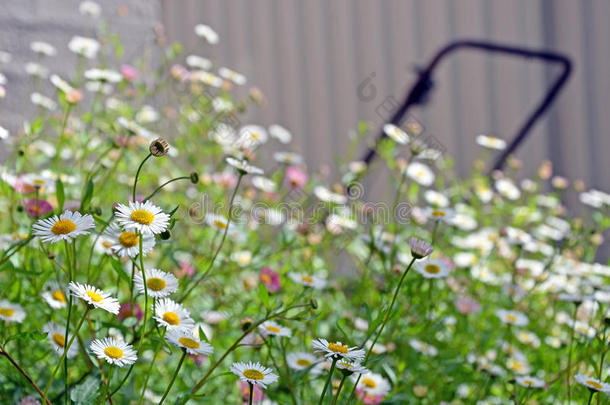 紫菀后院海滩开花盛开