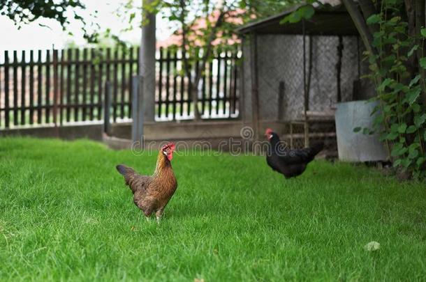 <strong>鸡</strong>在绿草地上散步，寻找<strong>吃</strong>的东西。 五彩快乐<strong>鸡</strong>