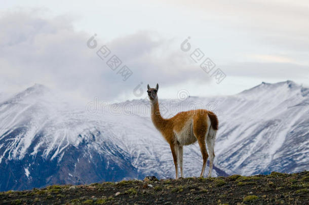 瓜纳科站在雪山背景的山顶上。 托雷斯·德尔·帕西。 智利。