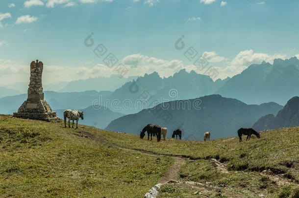 美丽的马在山区景观的前景，白云岩，意大利。 晴天。