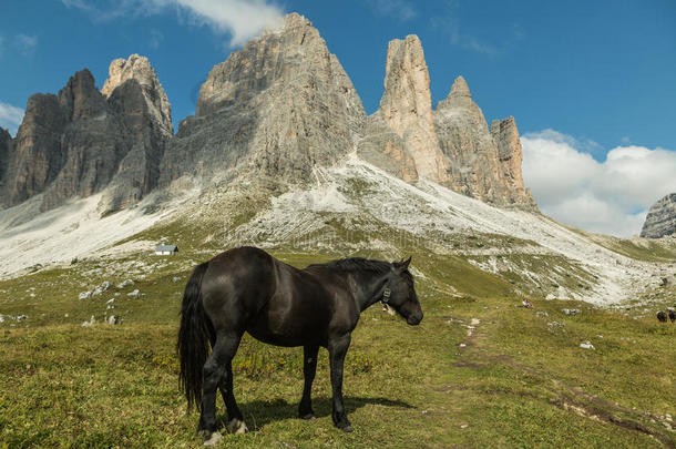 美丽的马在山区景观的前景，白云岩，意大利。 晴天。