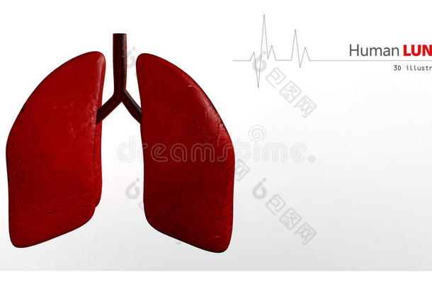 人肺解剖