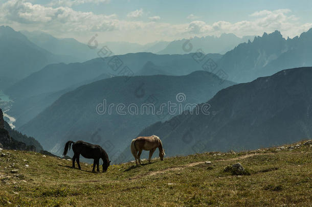 美丽的马在<strong>山区</strong>景观的前景，白云岩，<strong>意大利</strong>。 晴天。