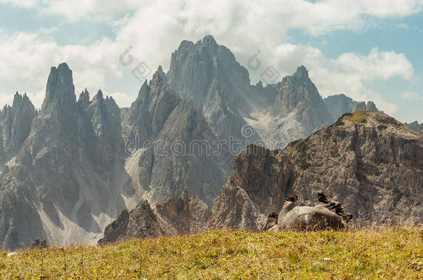 美丽的山景与马在前景，马在草<strong>地上滚动</strong>