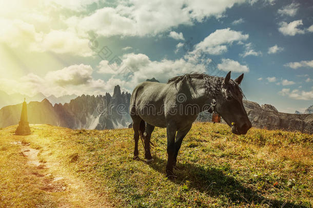 美丽的马在山区景观的前景，白云岩，意大利