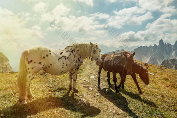 美丽的马在山区景观的前景，白云岩，意大利