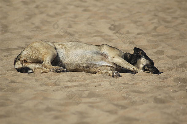 一只成年狗睡在太阳<strong>底下</strong>的沙子上