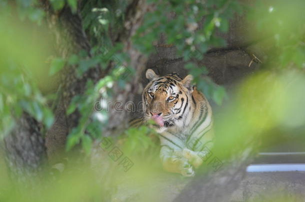 孟加拉大猫猫豹子狮子