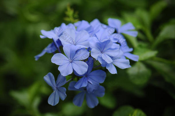 蓝颜色的伞形花序或伞形花序