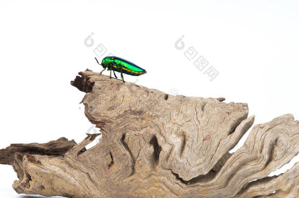 风信子动物背景美丽的甲虫