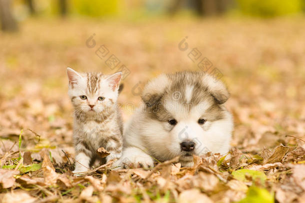 阿拉斯加阿拉斯加阿拉斯加小狗和苏格兰小猫一起躺在秋天的公园里