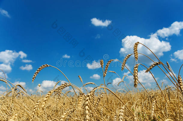 成熟的小麦和天空的云
