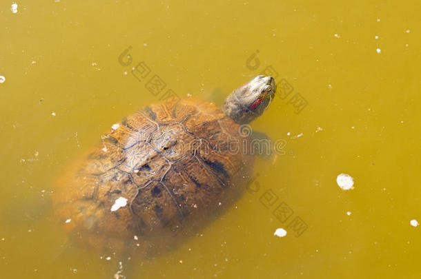水中的乌龟