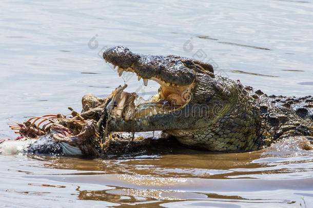 鳄鱼在马拉河吃一只角马。 肯尼亚。 马赛马拉。 非洲。
