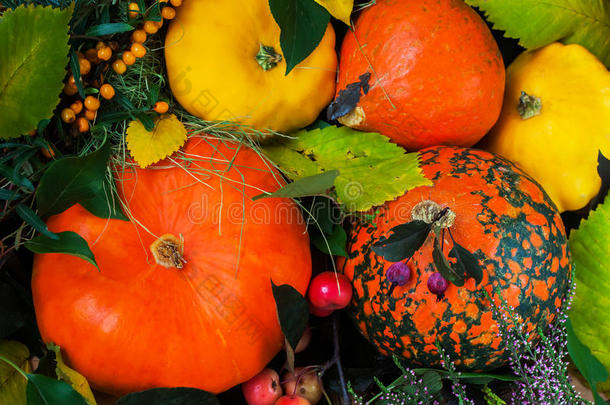 秋天的静物，感恩节-收获不同的南瓜与五颜六色的叶子