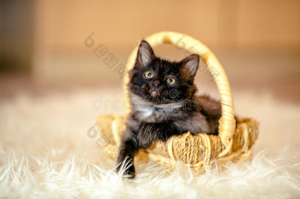 一只<strong>小黑猫</strong>坐在篮子里，仰望着1个月的年龄
