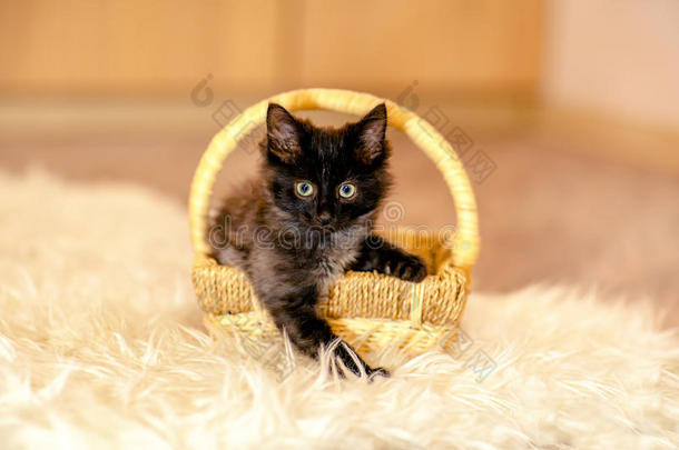 一只<strong>小黑猫</strong>坐在篮子里向前看。