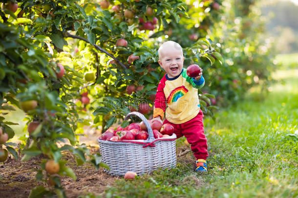 小男孩在水果园里摘苹果