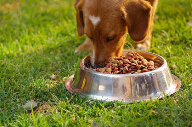 特写非常可爱的混合品种狗吃金属碗与新鲜的脆食物坐在绿色的草，动物
