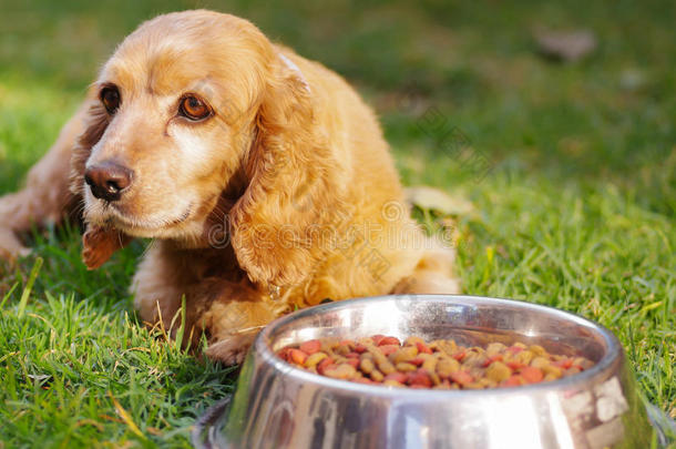 特写非常可爱的公鸡猎犬狗摆在金属碗前，新鲜的脆食物坐在绿色的草地上