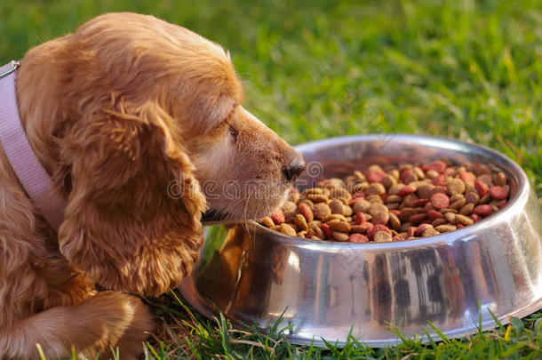 特写非常可爱的公鸡猎犬狗摆在金属碗前，新鲜的脆食物坐在绿色的草地上