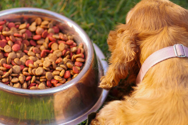 特写非常可爱的公鸡猎犬<strong>狗</strong>摆在金属碗前，新鲜的脆食物坐在绿色的草地上