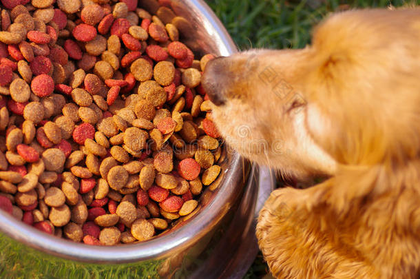 特写非常可爱的公鸡猎犬狗摆在金属碗前，新鲜的脆食物坐在绿色的草地上