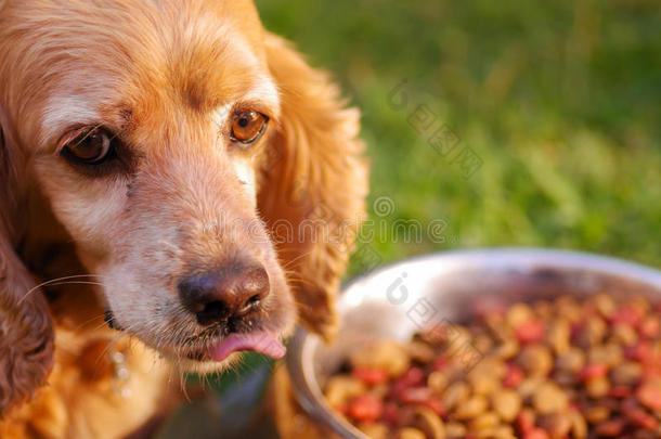 特写非常可爱的公鸡猎犬狗摆在金属碗前，新鲜的脆食物坐在绿色的草地上