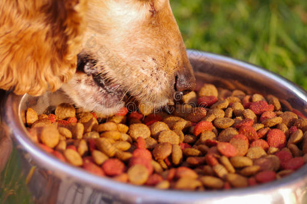 特写非常可爱的公鸡猎犬狗吃金属碗与新鲜的脆食物坐在绿色的草地上，动物