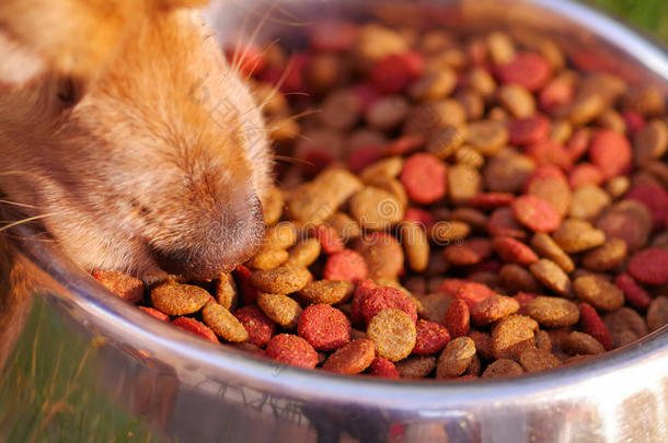 特写非常可爱的公鸡猎犬狗吃金属碗与新鲜的脆食物坐在绿色的草地上，动物