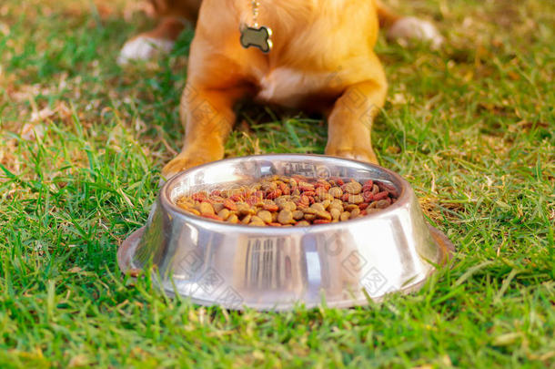 美丽的混合品种狗摆姿势，等待允许吃在金属碗前与新鲜的脆食物坐着