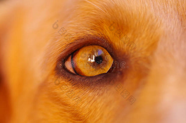 特写眼睛非常可爱的公鸡猎犬，美丽的棕色，从轮廓角度看