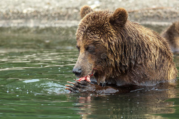 棕色熊吃在千岛湖里捕获的鲑鱼。