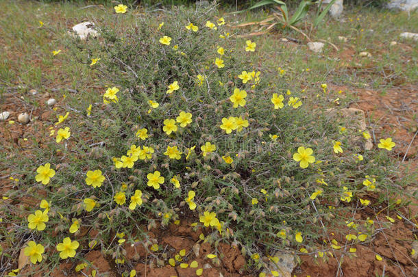 芽肉<strong>苁蓉</strong>科塞浦路斯植物区系花