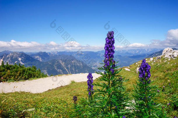 甘蓝型乌头花对山