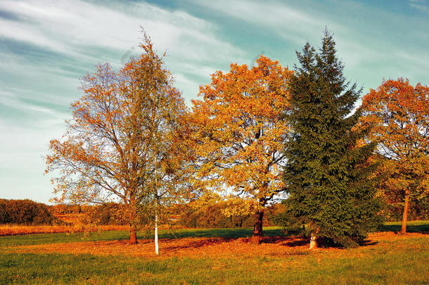 秋季自然景观-黄色秋田在秋季阳光明媚的天气-复古色调应用