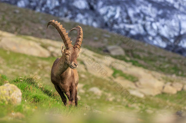 阿尔卑斯山海拔高度动物美丽的生物鉴定