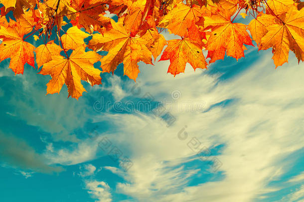 秋天的自然背景，以空间为文本-橙色的秋天枫叶映衬日落的天空。 老式过滤器应用