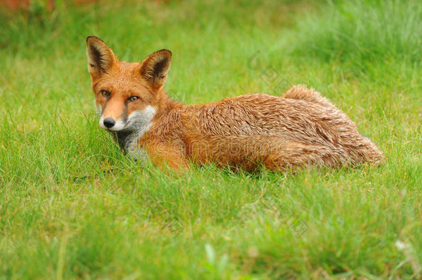 一只红狐狸在草原上休息。