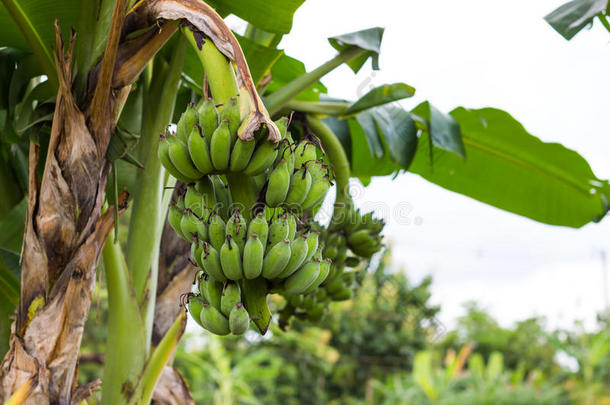 绿色<strong>香蕉</strong>中的<strong>香蕉种植</strong>园。