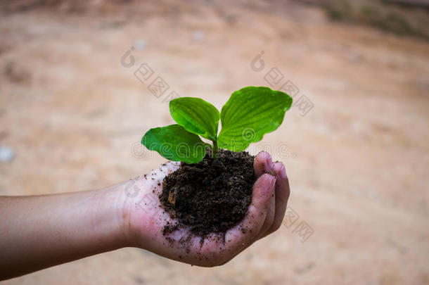 孩子们在花园里植树。