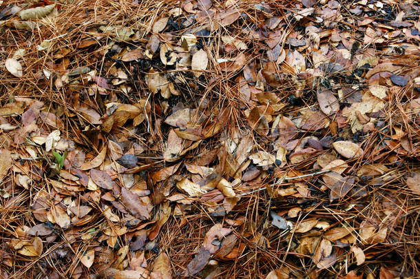 秋天秋天的背景棕色的地毯