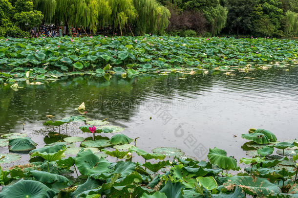 美丽的花二十国集团绿色杭州
