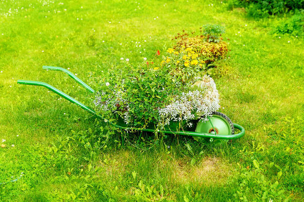 装饰花园手推车与一堆植物在绿色的草地背景。