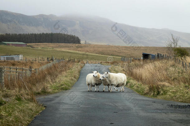 路上的羊